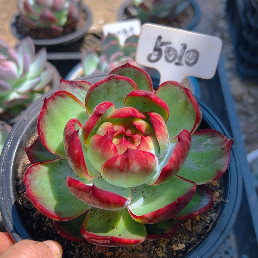 惊鸿仙子福利5010号