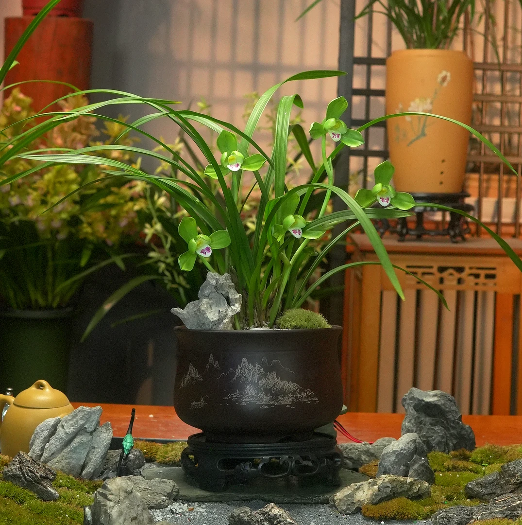 春兰铭品【大富贵】 带花芽浓香型兰花 紫砂盆 室内好养盆栽