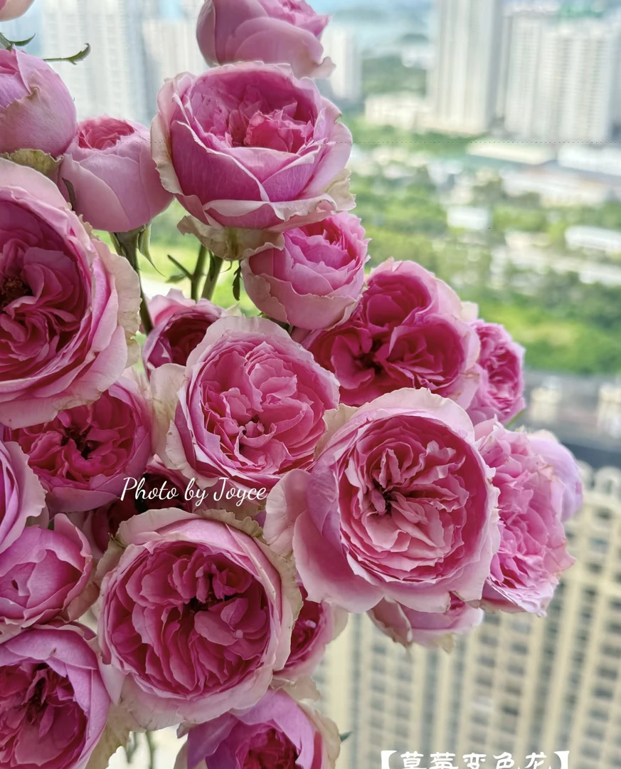 草莓变色龙多头玫瑰10支【任意2单顺丰包邮】(10%不售后）