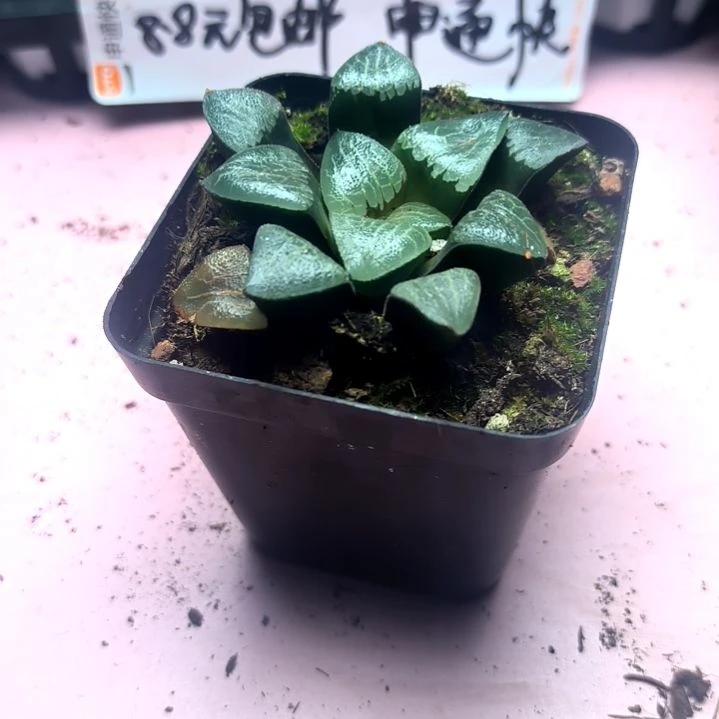 月影寿，满8.8包邮发货谢谢