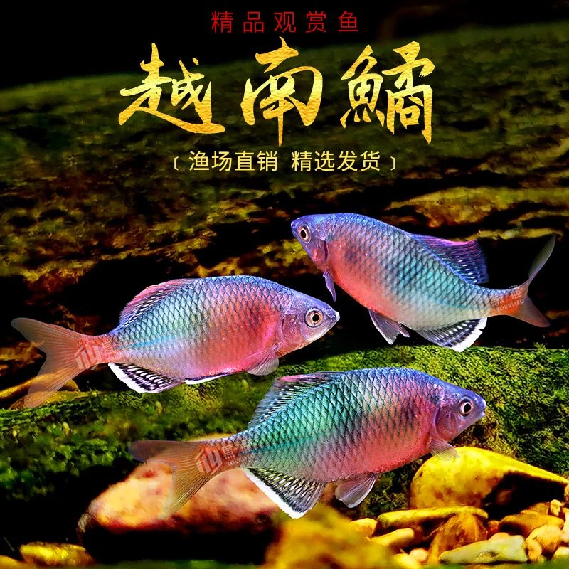 越南鱊 鰟鮍鱼 原生 冷水 溪流