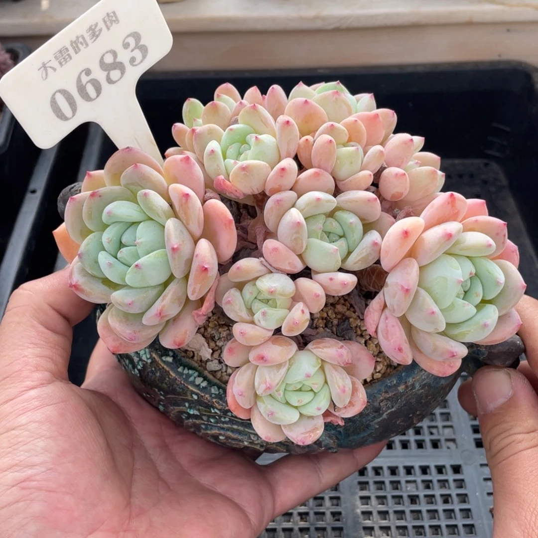 0683望舒不带盆15厘米啦啦