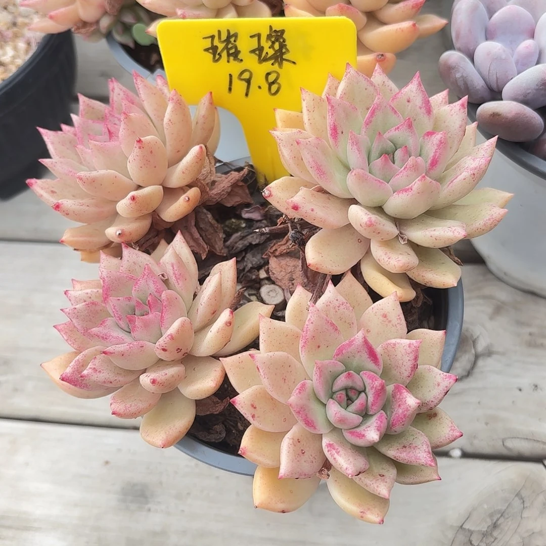 璀璨多肉植物19.8