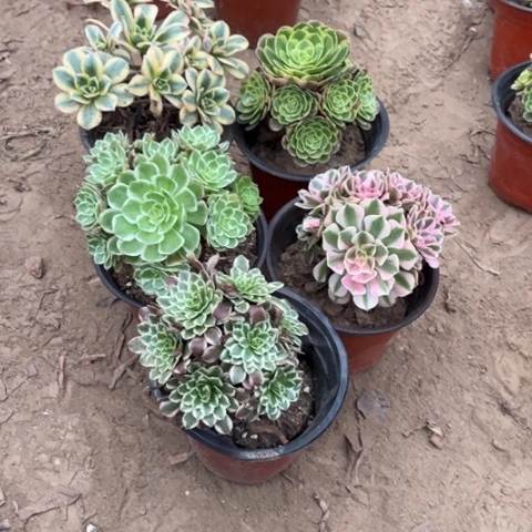 099多肉植物组合，