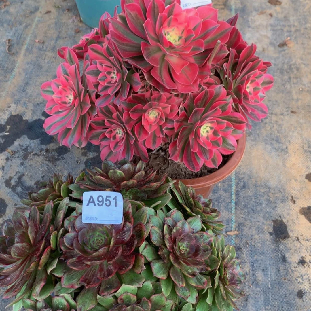 【闪购商品】917.951红丝绒，粉女巫