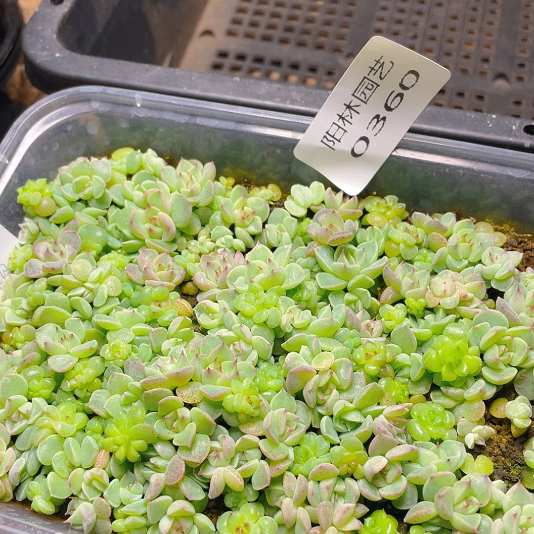 田***望多肉植物多肉植物360