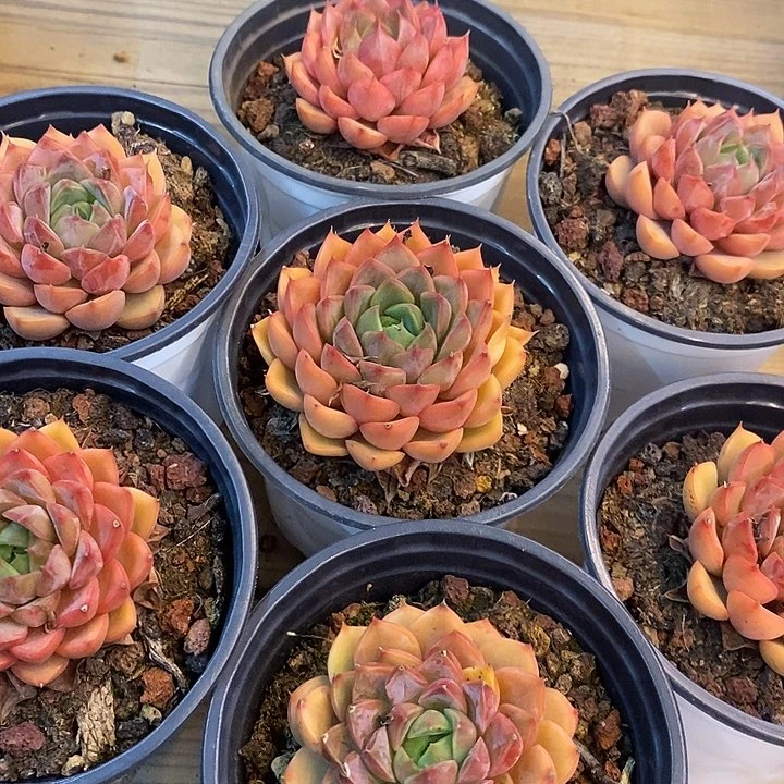 浪漫福利价格去拍