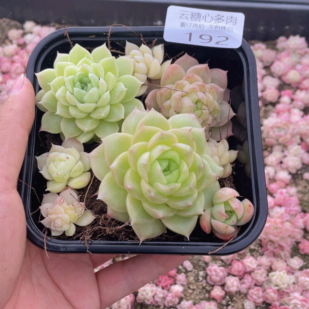 云糖心多肉植物192