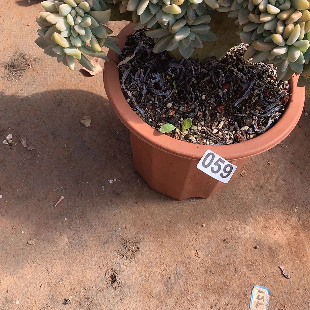 59淡雪缀一物一拍多肉