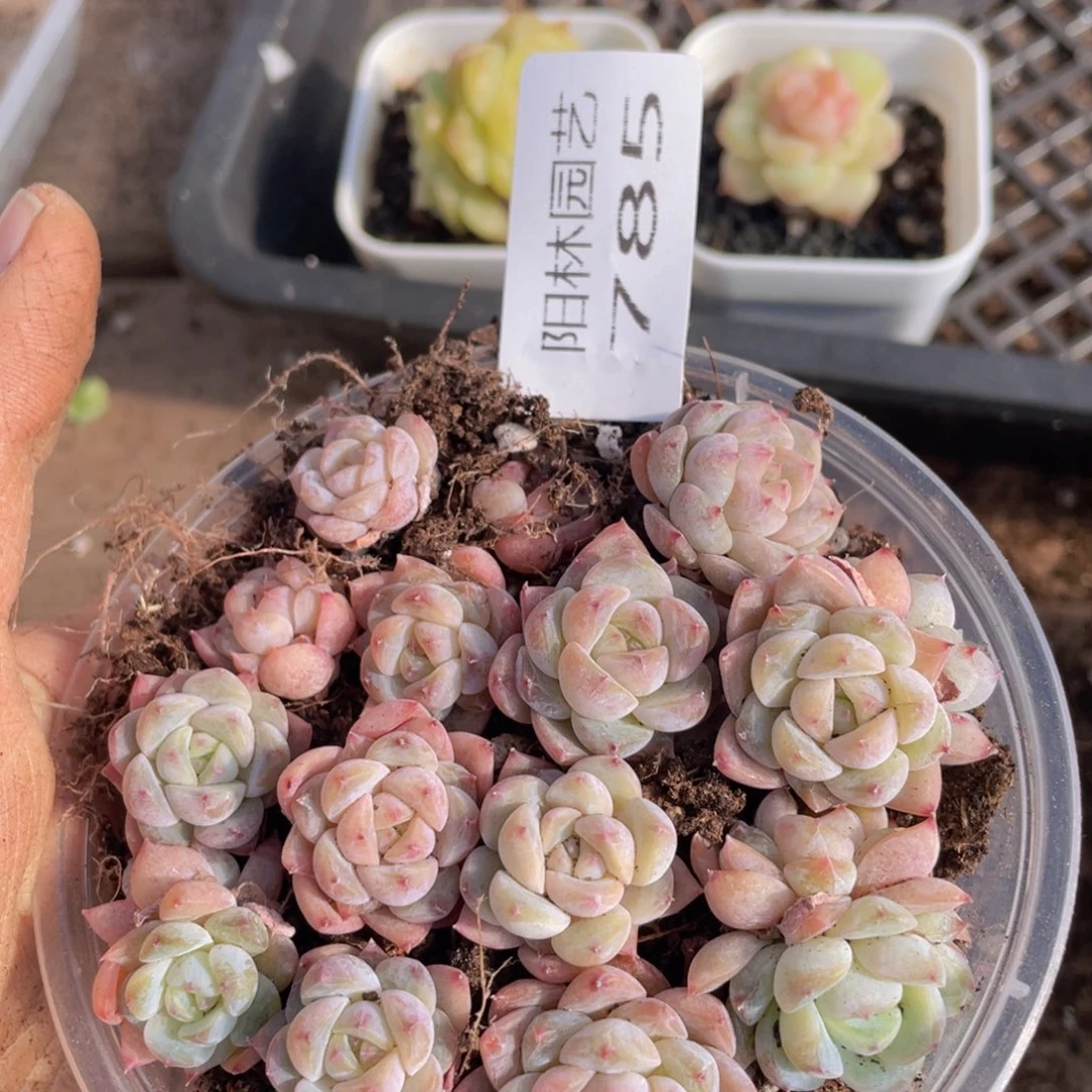 多肉植物多肉植物785