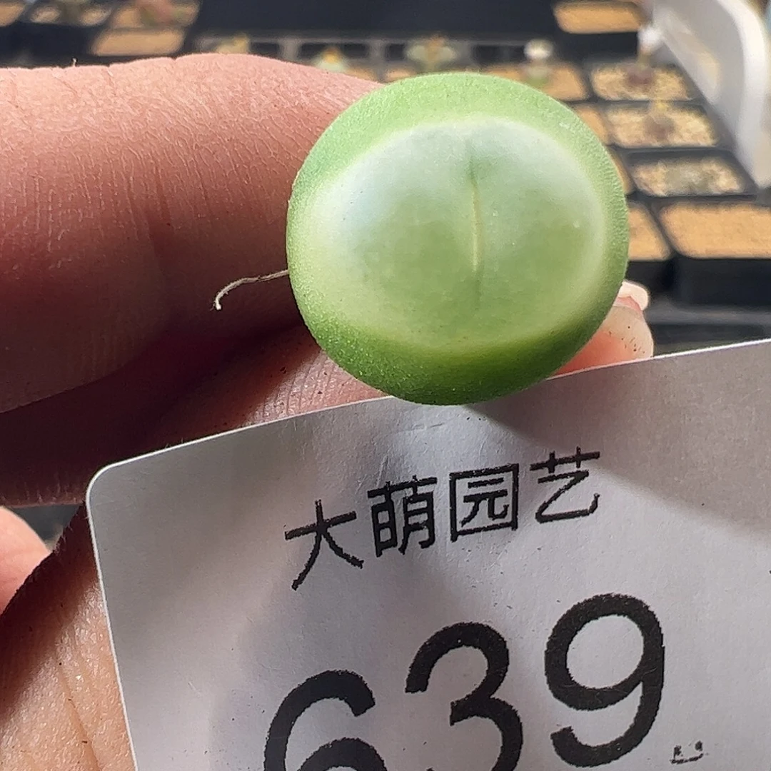 一物一拍。      639