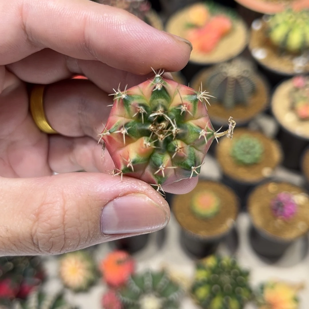 全品满月侧芽————