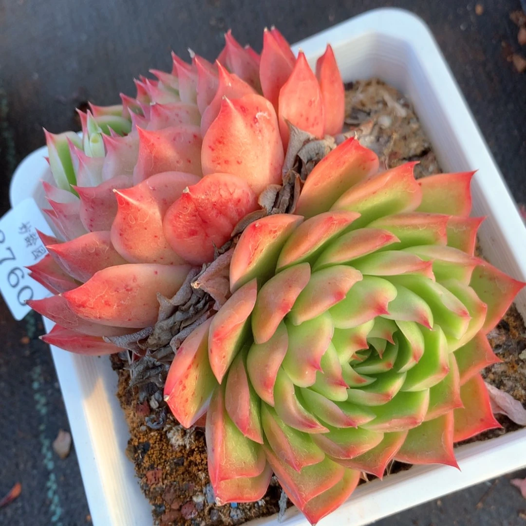 3760杂交多肉植物基地