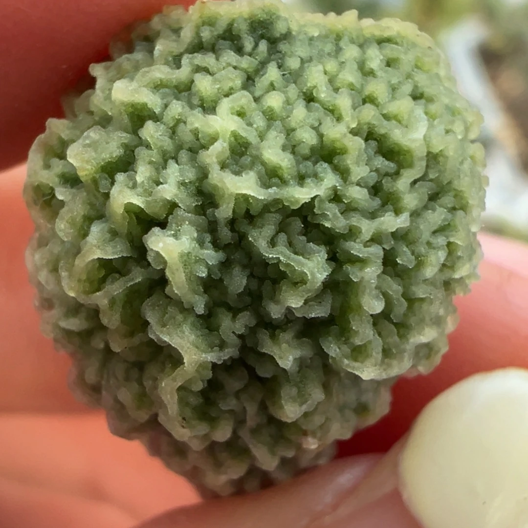 马赛克纹实生新品多肉植物