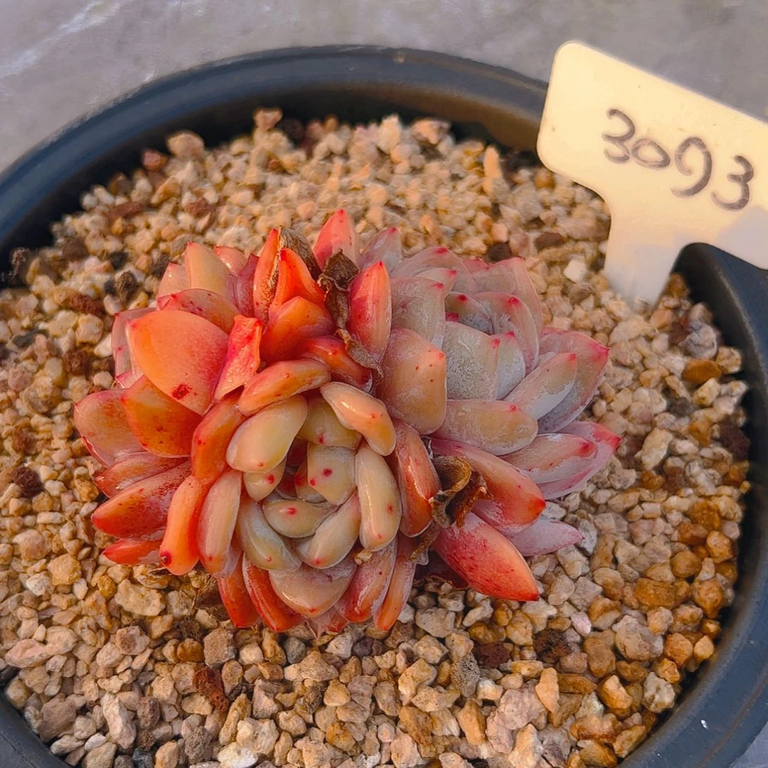 小*三头橙梦露3093号一物一拍