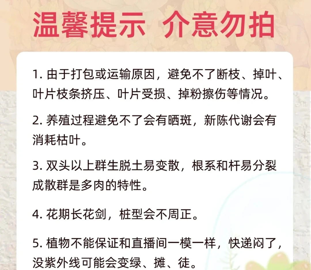 多肉有玻璃心的在快递运输中一小点问题接受不了的不要拍