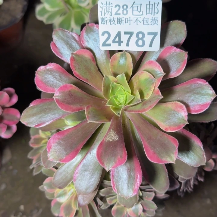 24787蒙娜丽莎多肉植物