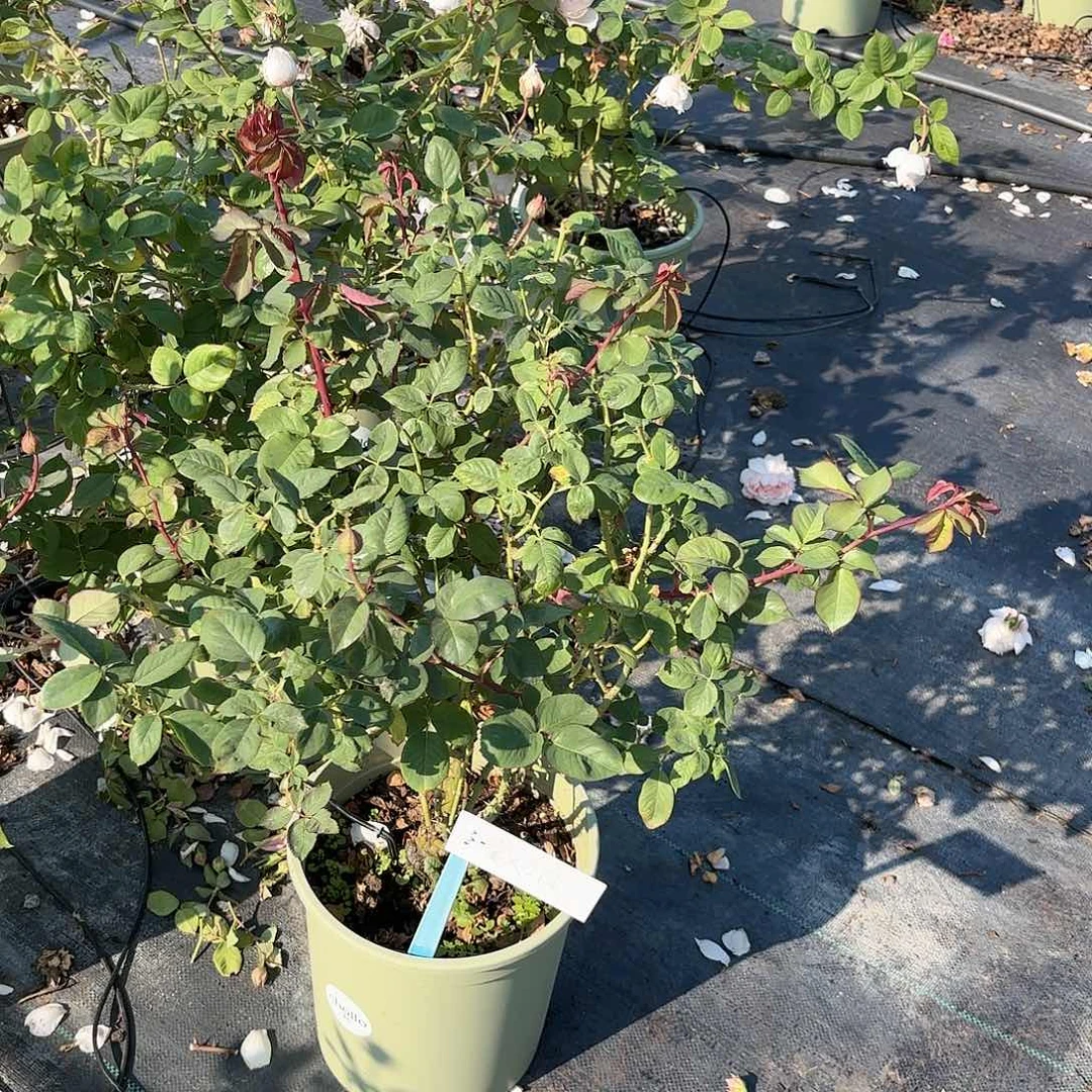 莫妮卡戴维3加仑根接