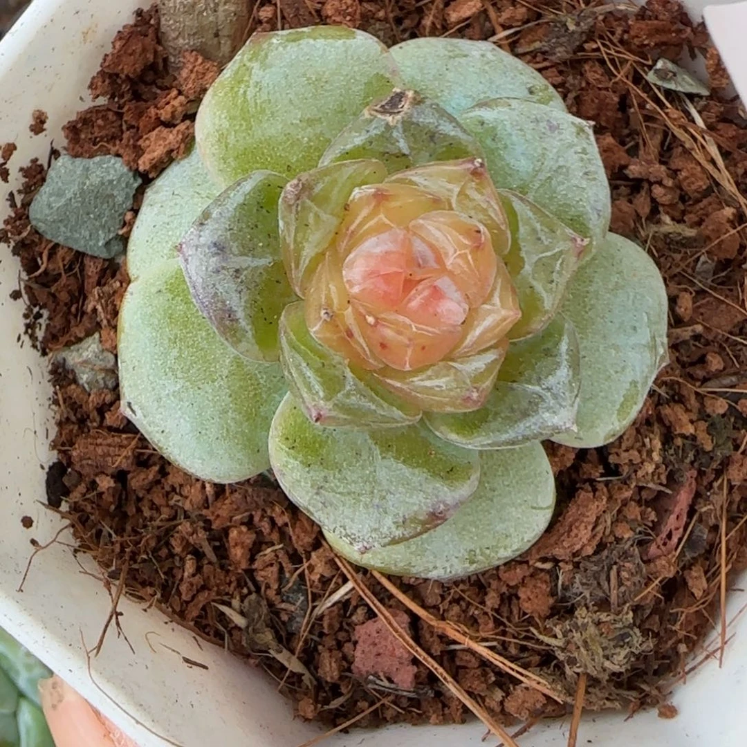 小卡拉米糖心一物一拍