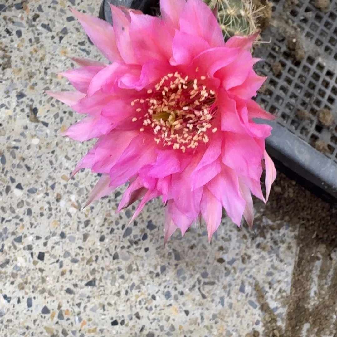 398新品彩草根脱土掰花发货，20包邮