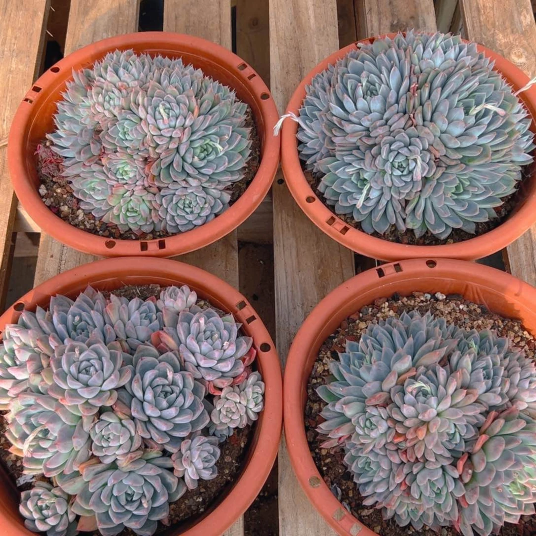 阿尔巴佳人，满18包邮