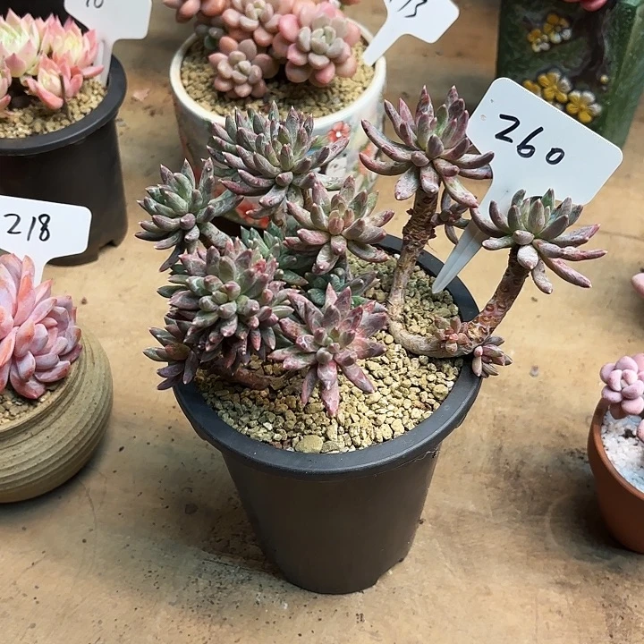 多肉植物，炫彩星260