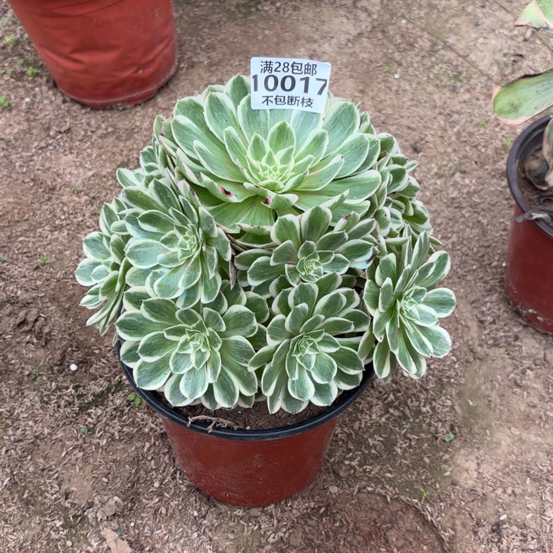 W. 10017孔雀翎多肉1。bab