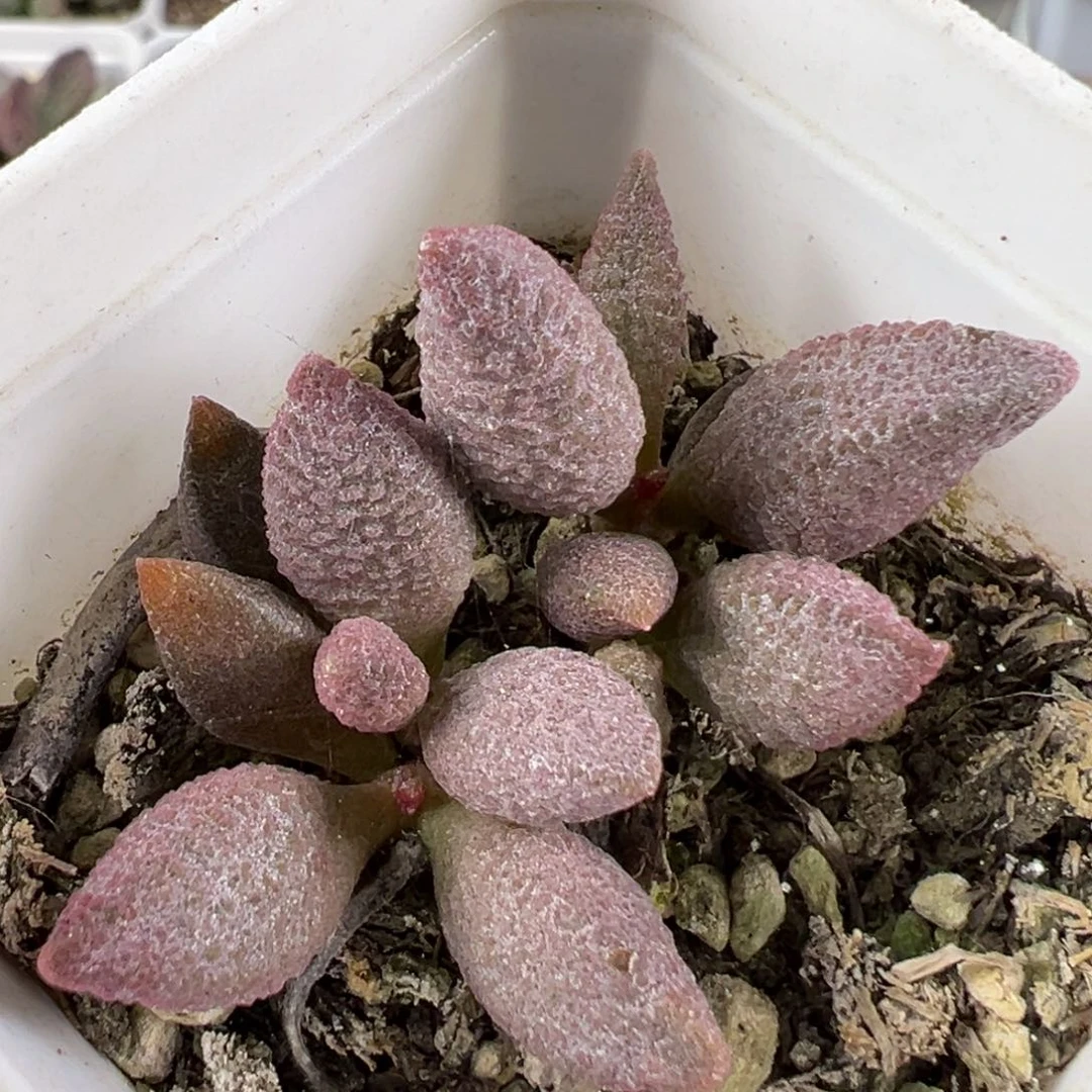 w粉玫瑰多肉植物水泡