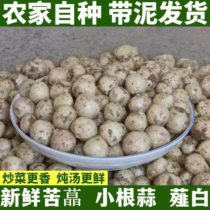 三斤装 农家自种新鲜苦藠小根蒜团