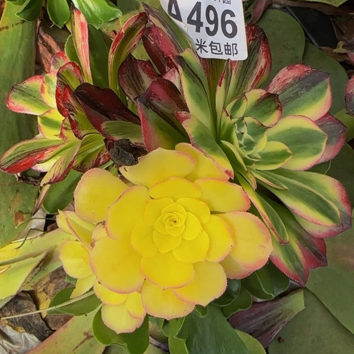 多肉法师伯爵朵朵