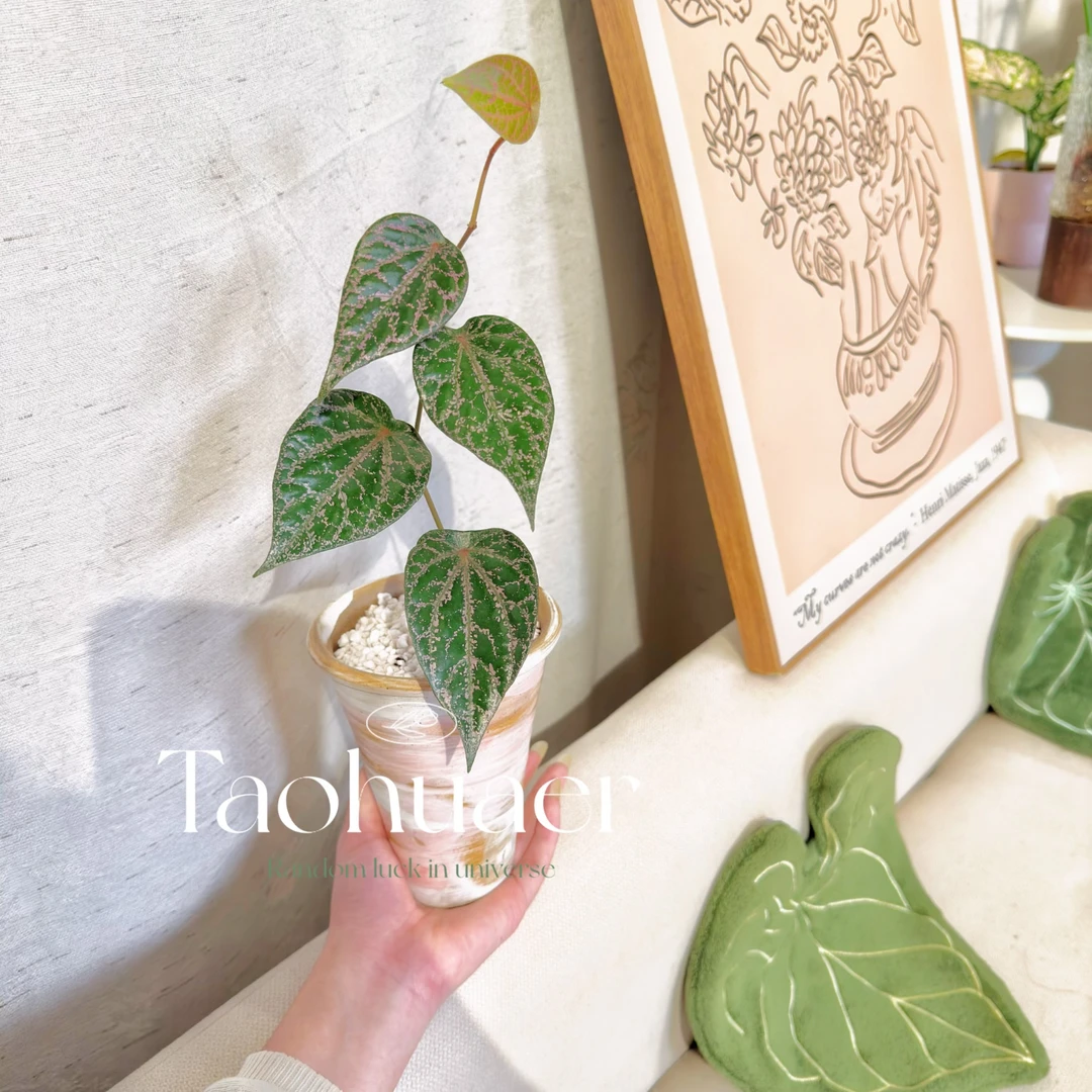 瑰丽胡椒室内观叶绿植金属光泽攀爬垂吊花卉盆栽
