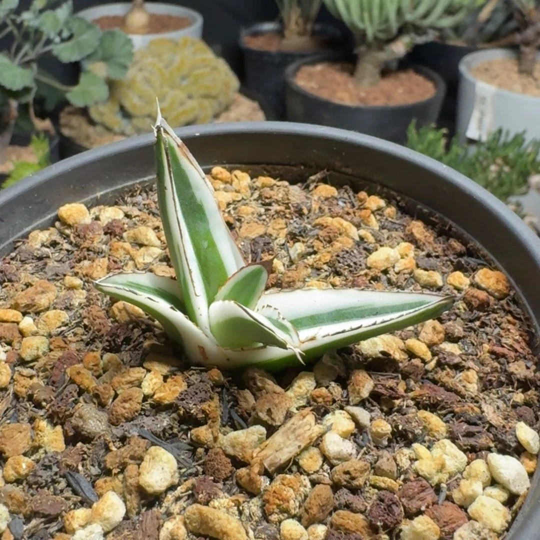 冰山龙舌兰一物一拍多肉