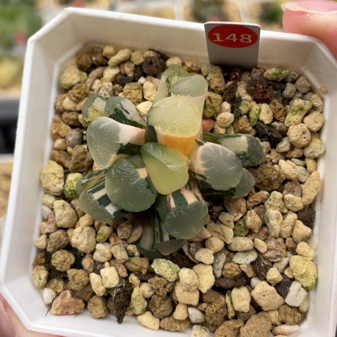 小蔡的菜园148红月亮锦