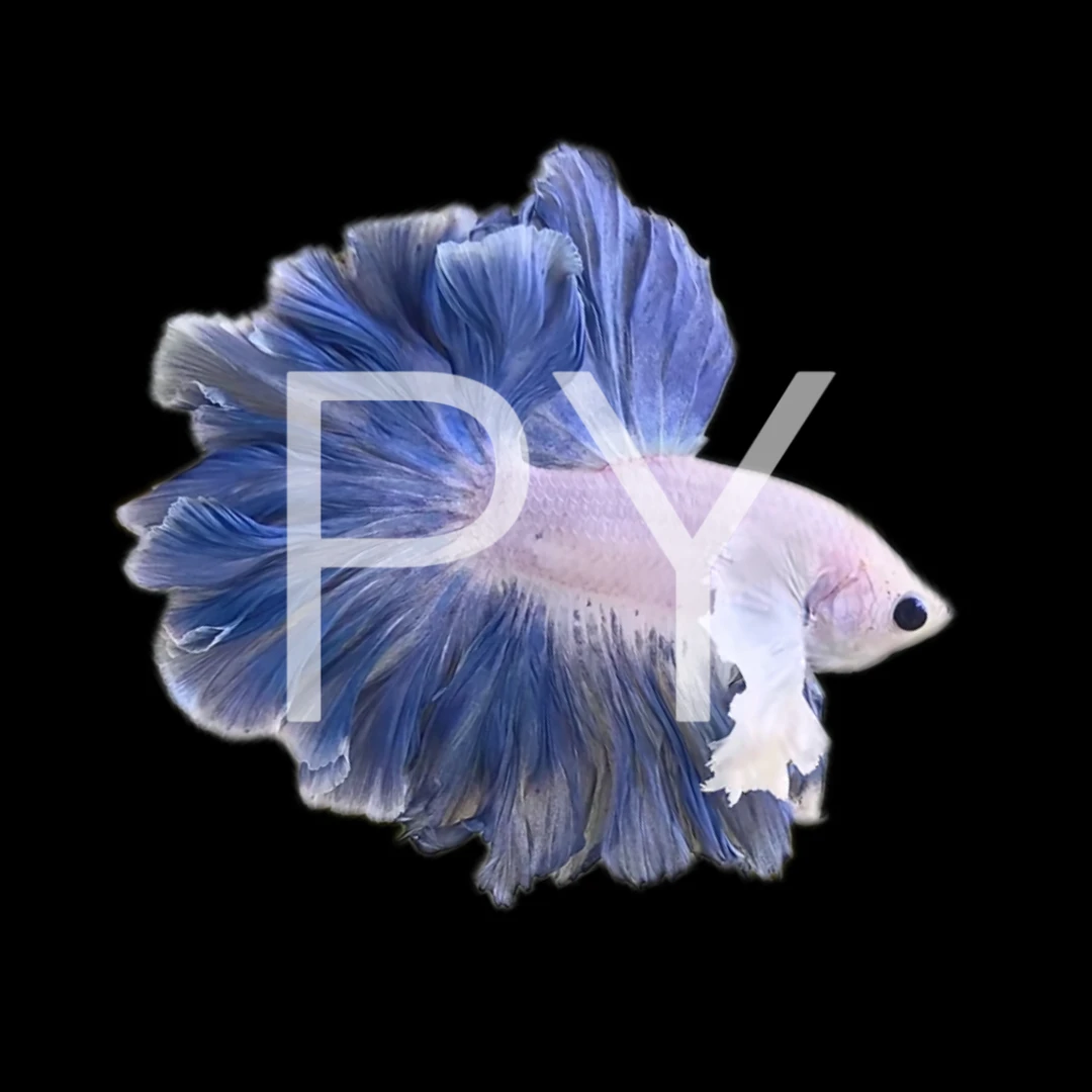 A11（241-264）泰国斗鱼小型热带观赏鱼耐活好养（直播间选鱼）