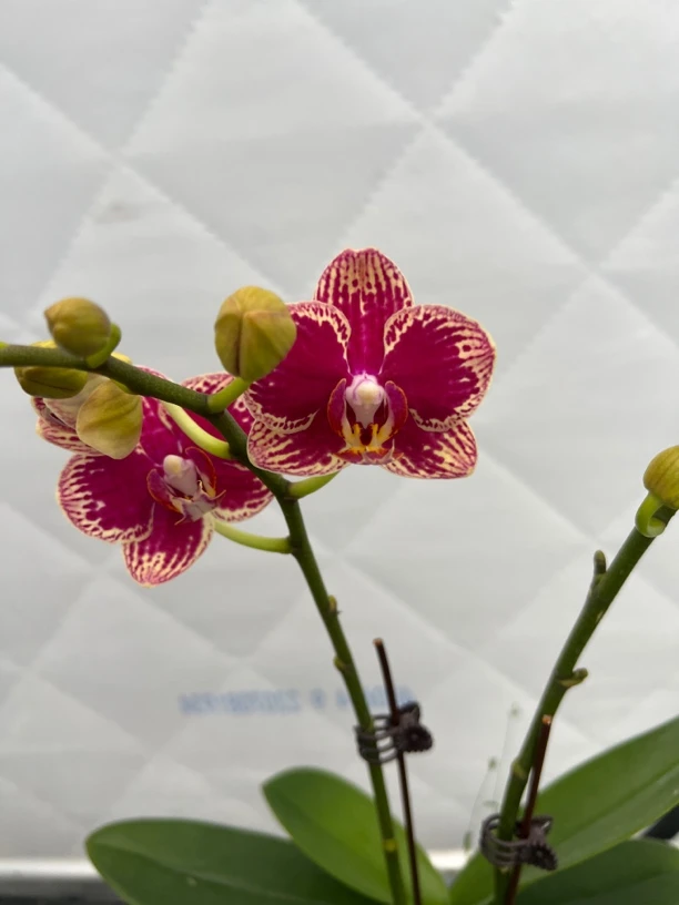 富豪优选（可乐01）蝴蝶兰花期长好养护