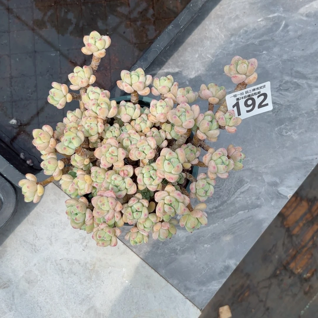 樱花罗绮老桩无盆土发货