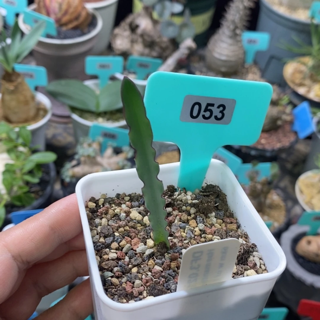 波叶雪莲产地多肉植物