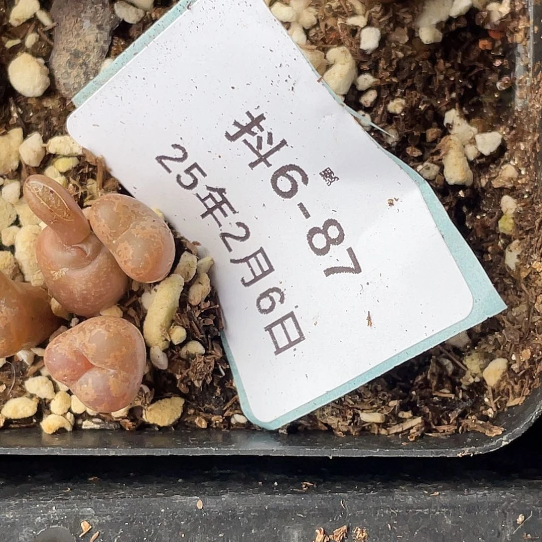 能****挂6-87肉锥多肉植物