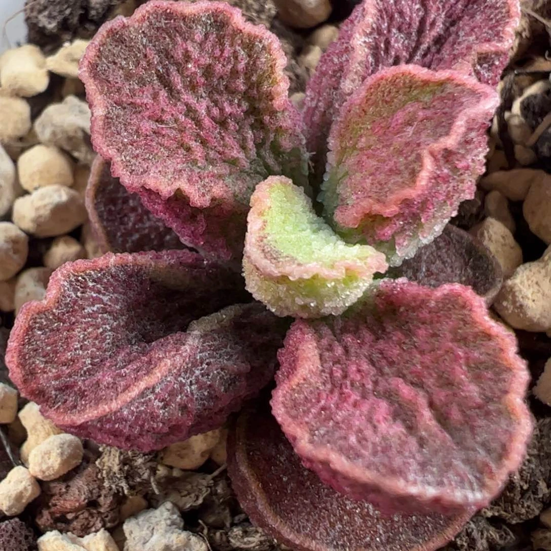 实生新品多肉植物水泡