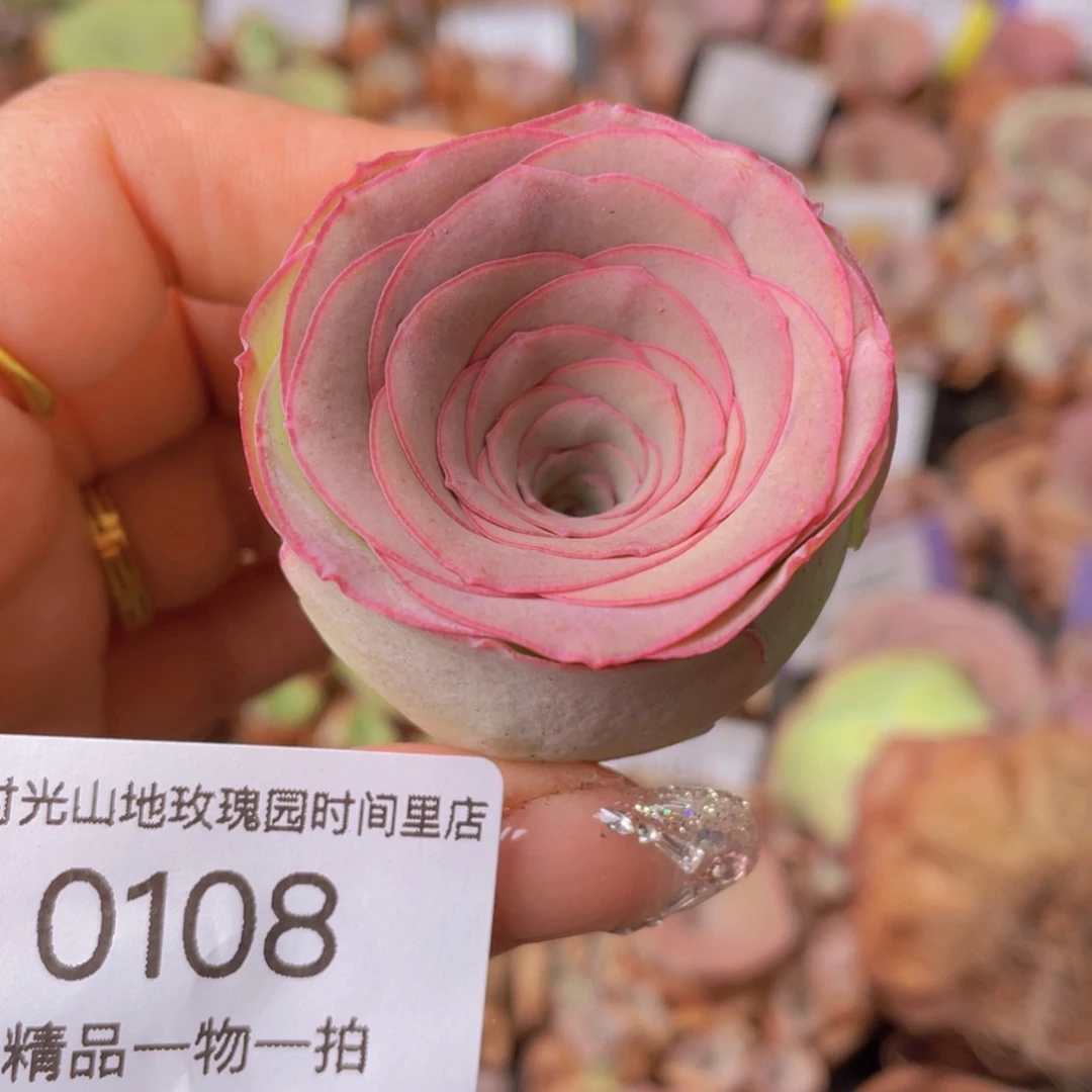 山地玫瑰0108裸根发货断枝不包损不售后