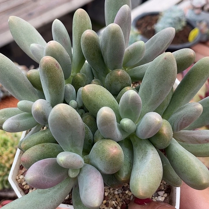 糖果美人多肉植物