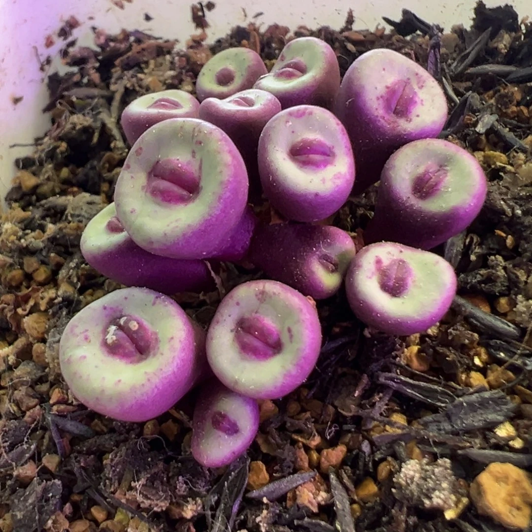 *****补差价  肉锥植物