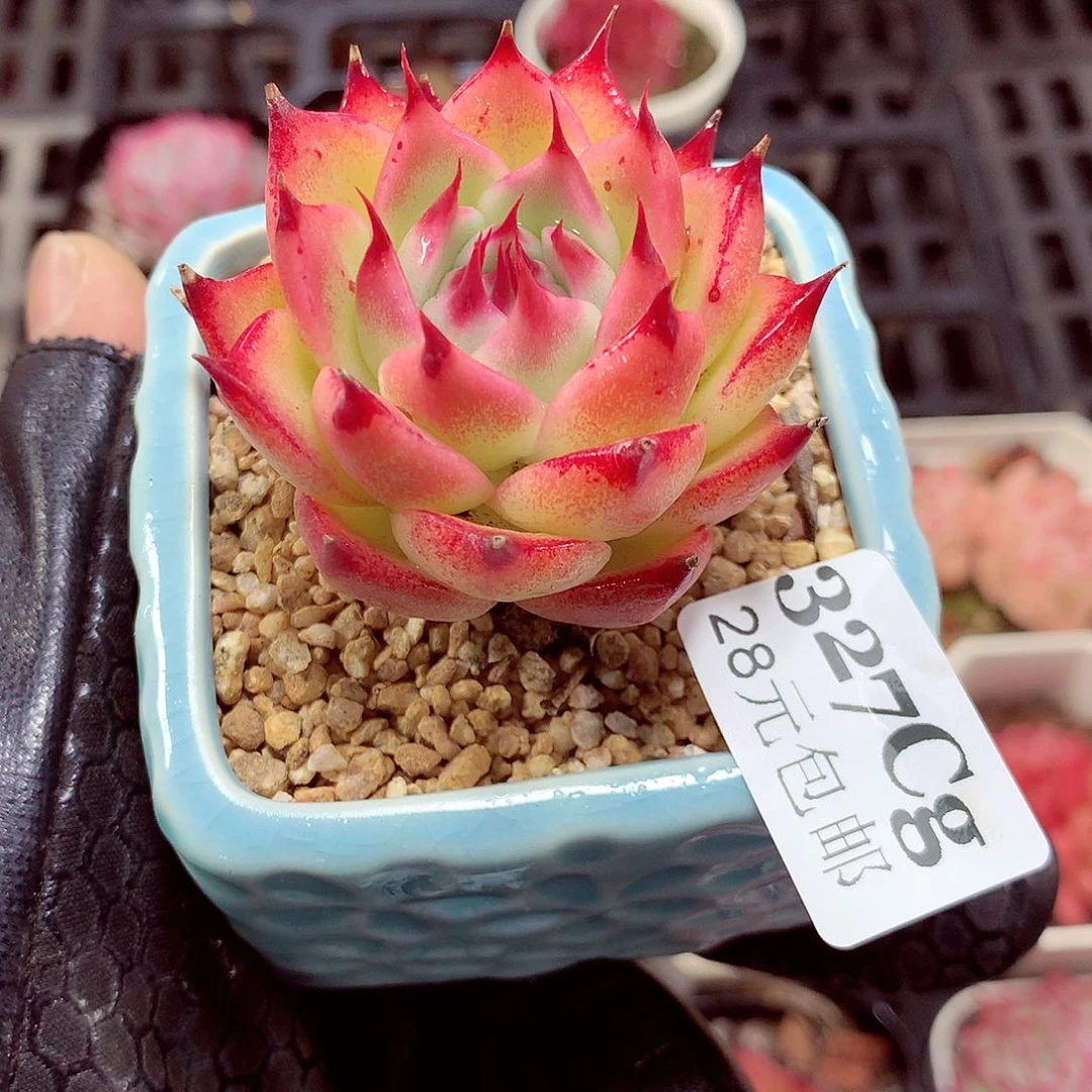 5厘米盆精控多肉327