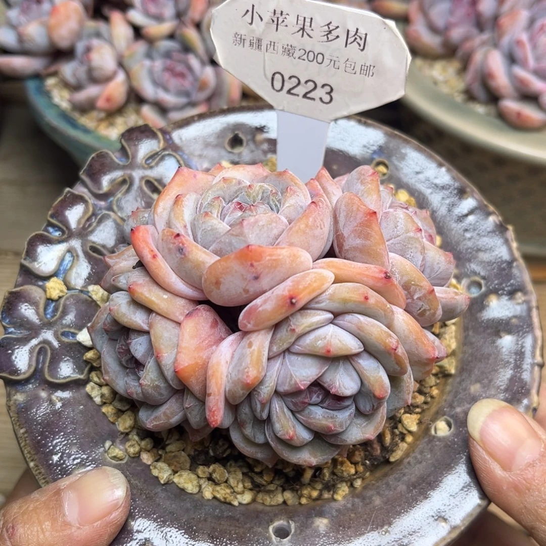 绿底紫心223/9cm5头