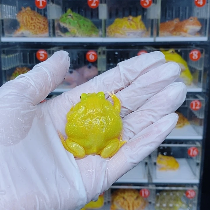 角蛙恭喜发财大吉大利