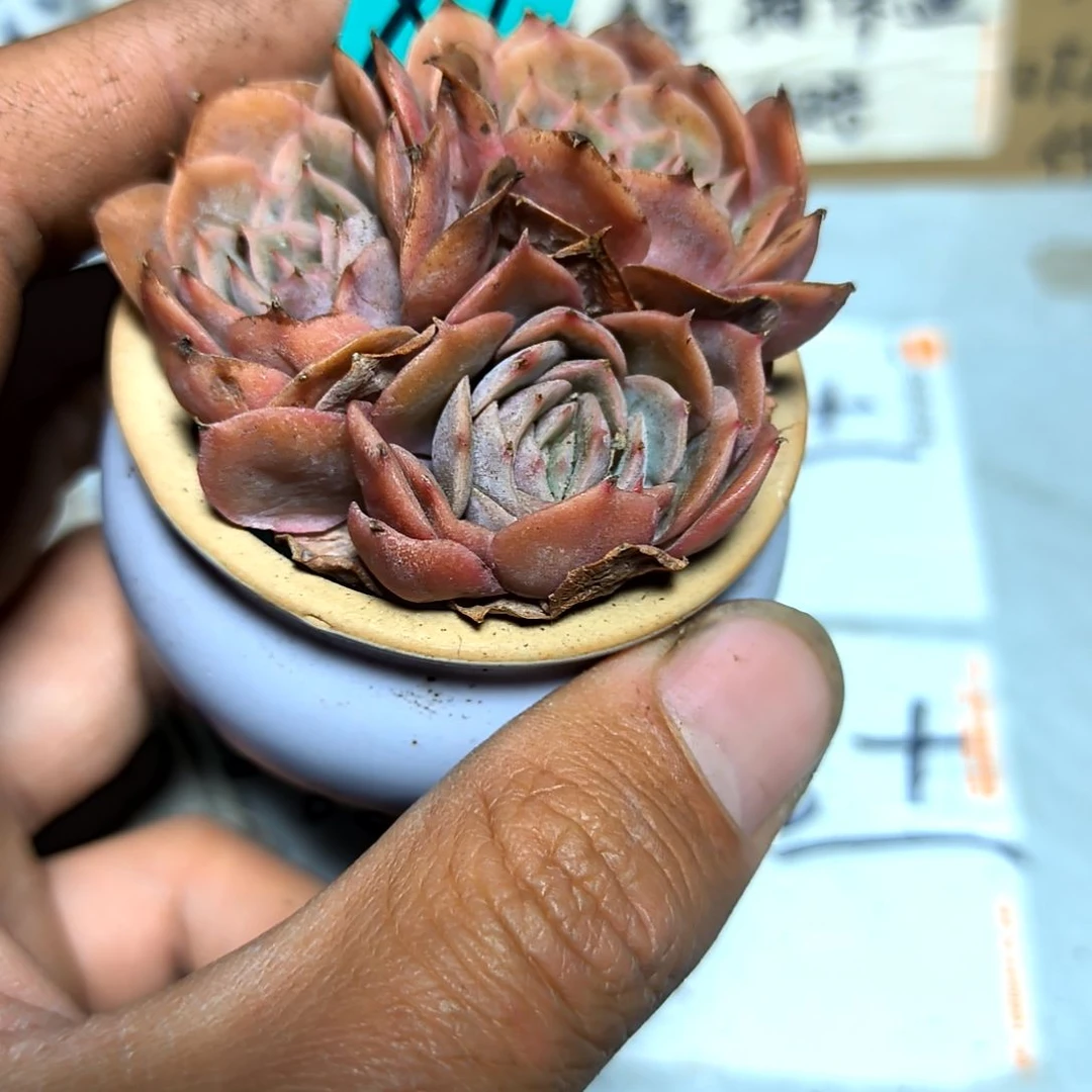 满6元包邮，昂斯洛群