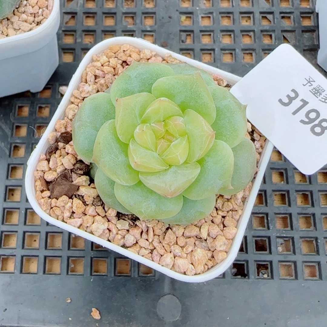 孤品珍妮福利，3198多肉植物