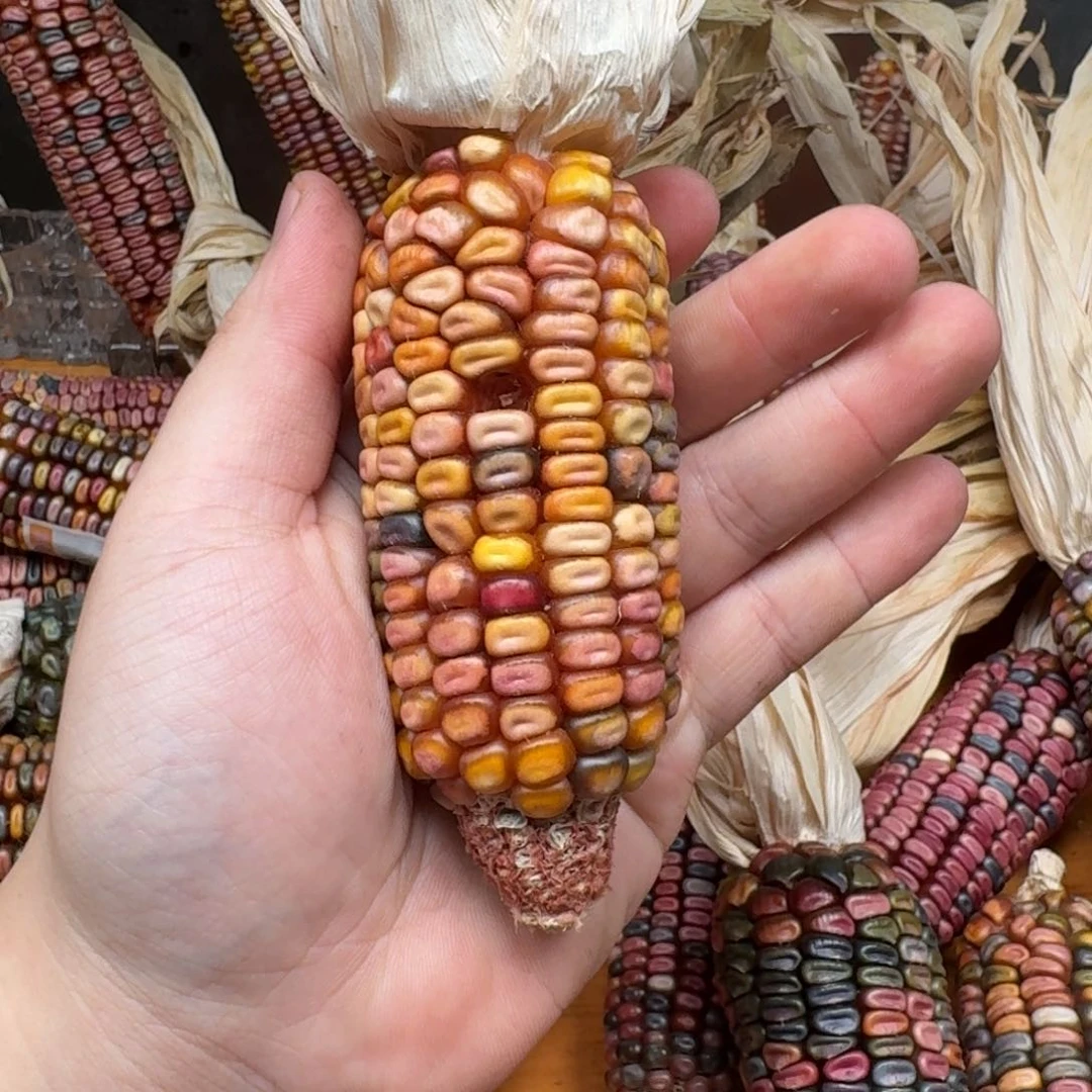 柏香籽/百香籽吊坠小*