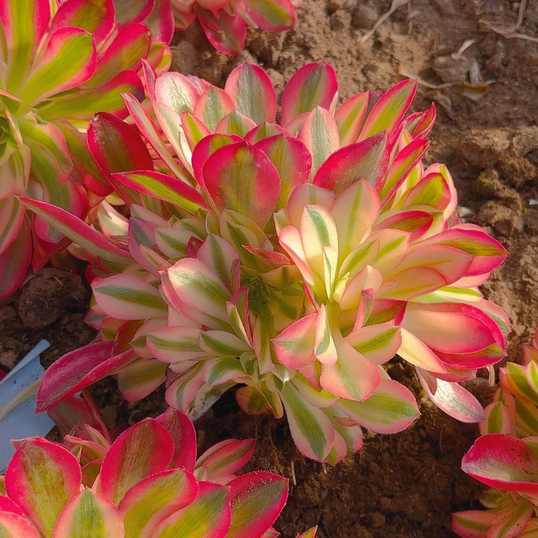 女巫手捧多肉植物