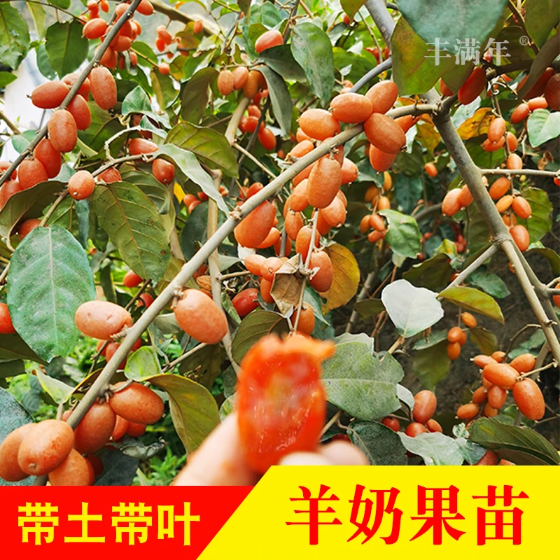 羊奶果树苗 德甜二号嫁接苗羊奶果实生苗地栽盆栽庭院种植